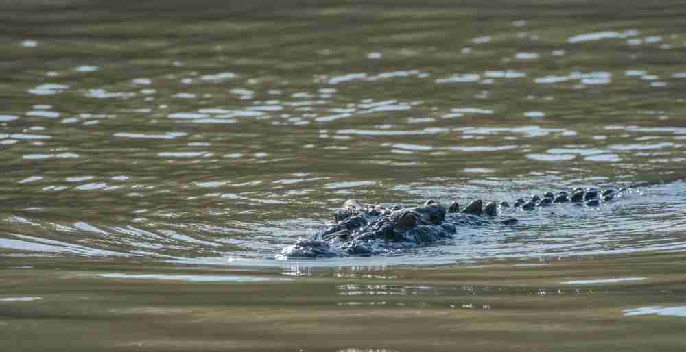 Jawai Crocodile Sighting Image 3