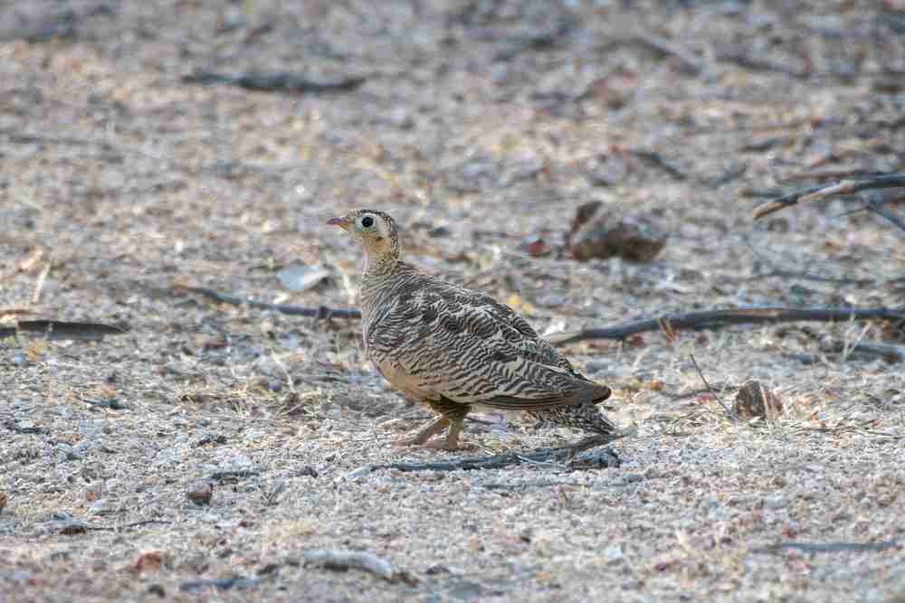 Jawai Bird Watching Image 2