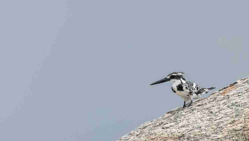 Jawai Bird Watching Image 3