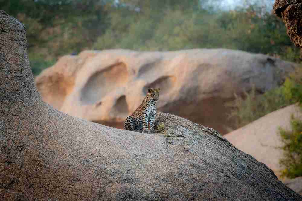 Tracking Safari Image 1