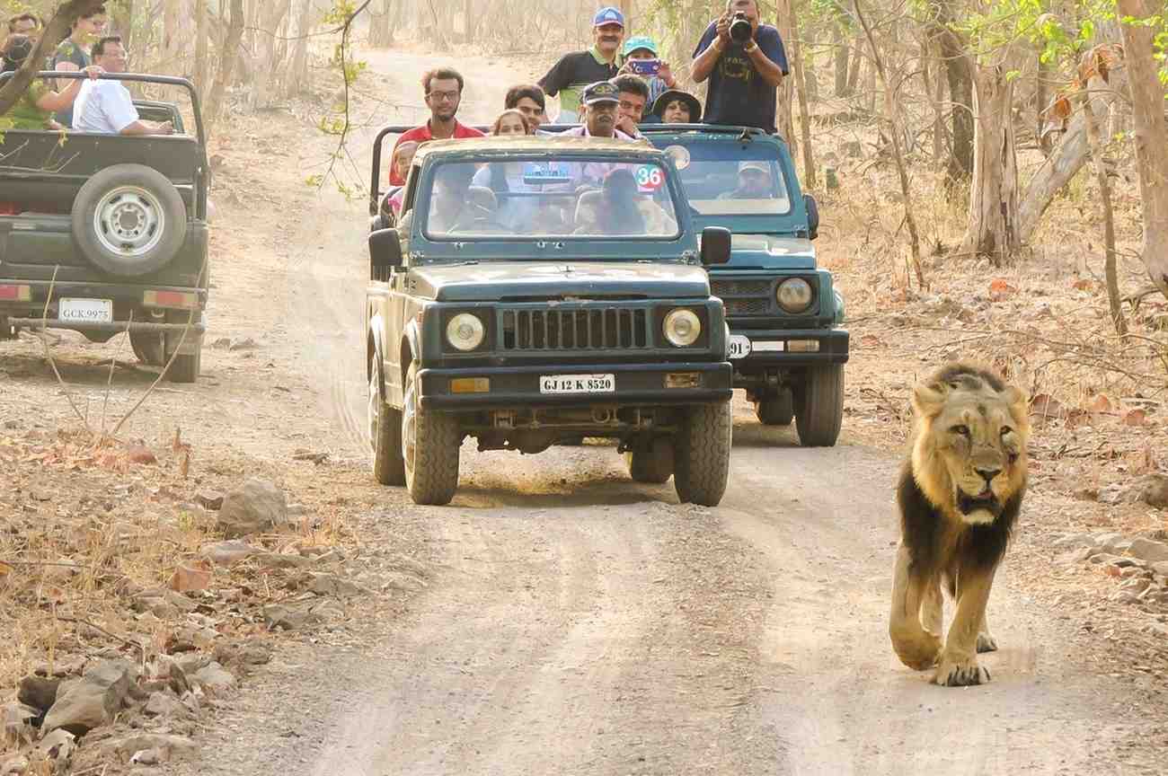 Jungle Safari in Gir